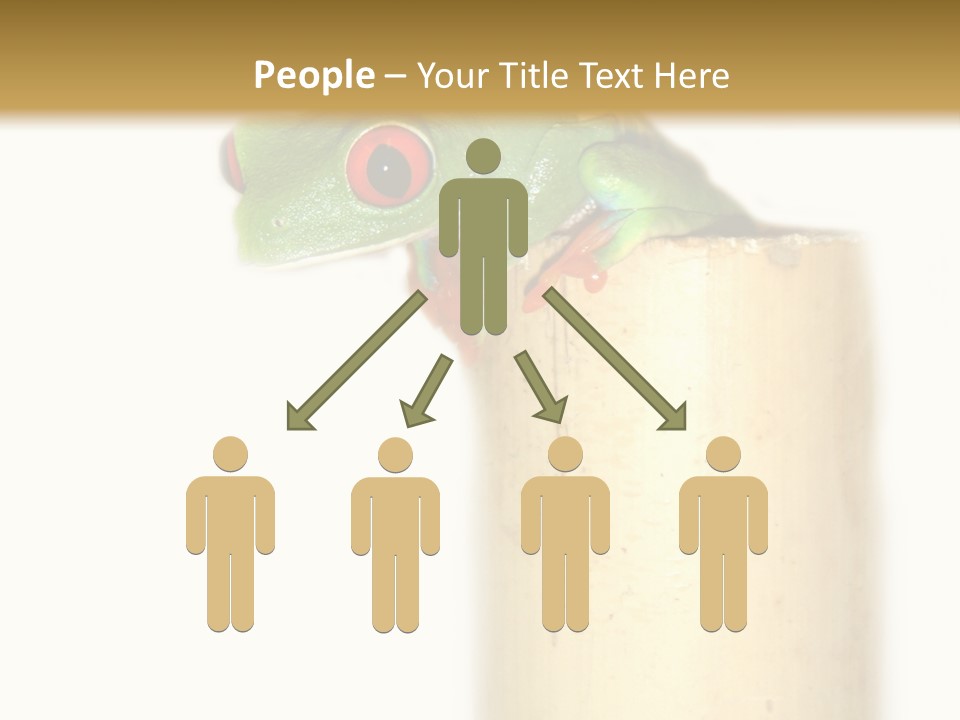 Amphibian Red Eyed Tree Frog Isolated PowerPoint Template