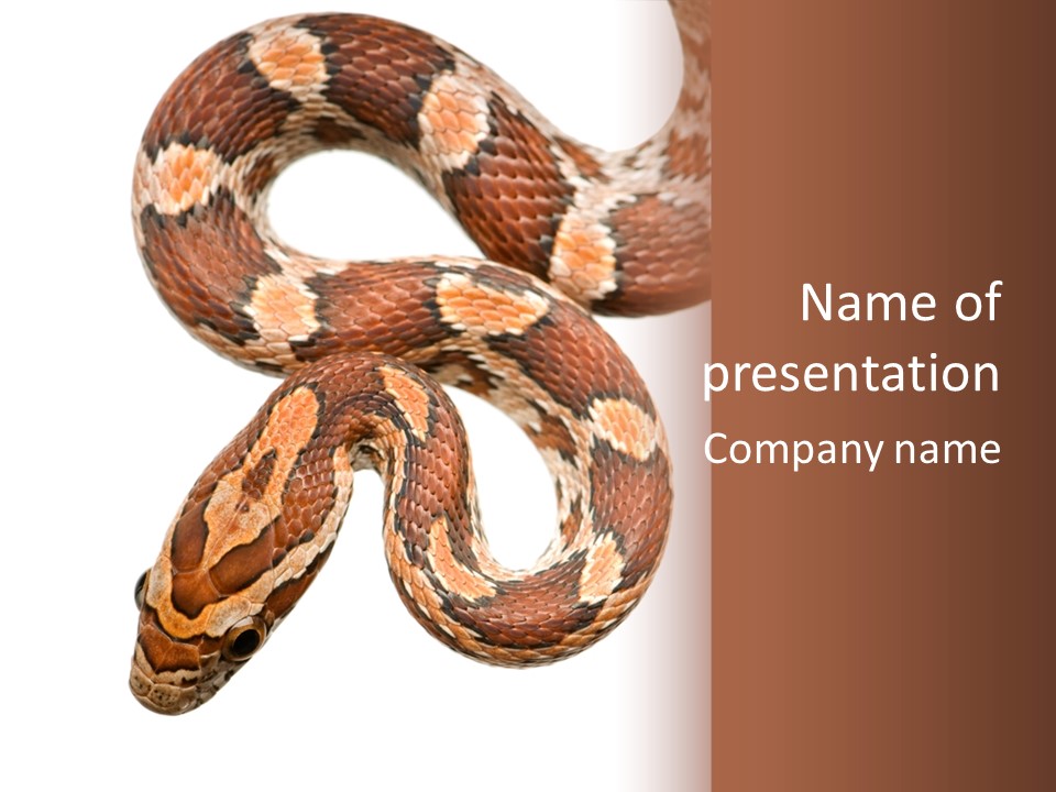 Red Rat Snake Isolated Slither PowerPoint Template