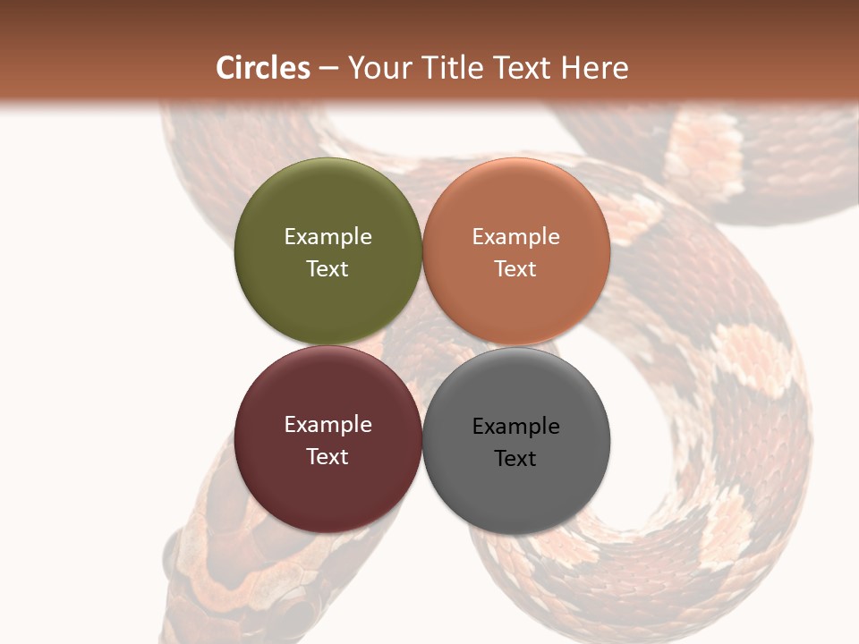 Red Rat Snake Isolated Slither PowerPoint Template