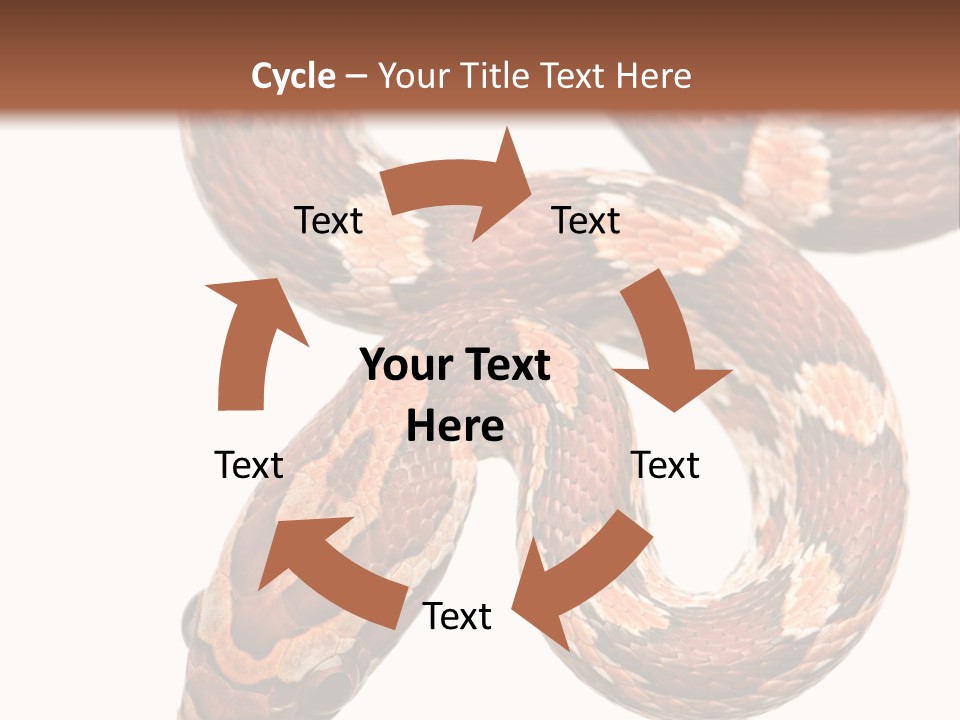 Red Rat Snake Isolated Slither PowerPoint Template