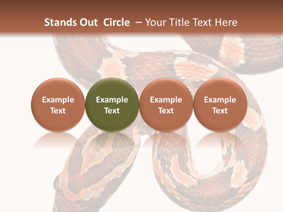Red Rat Snake Isolated Slither PowerPoint Template