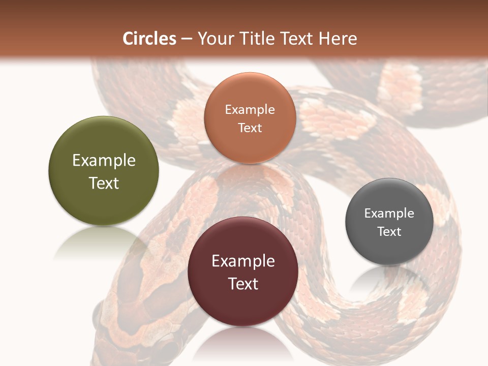 Red Rat Snake Isolated Slither PowerPoint Template