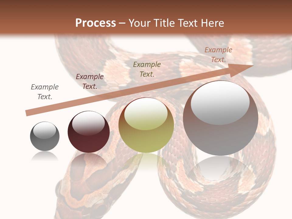 Red Rat Snake Isolated Slither PowerPoint Template