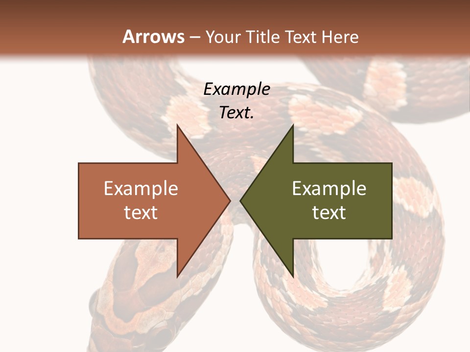 Red Rat Snake Isolated Slither PowerPoint Template