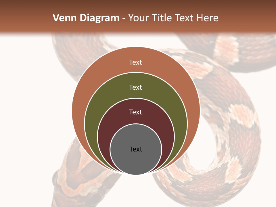 Red Rat Snake Isolated Slither PowerPoint Template