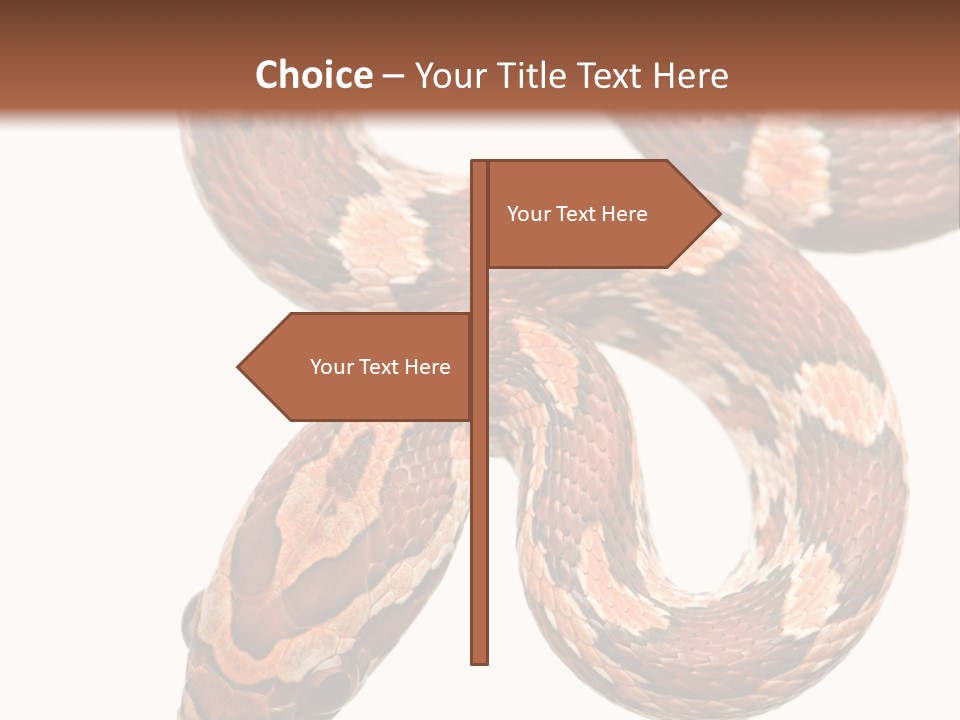 Red Rat Snake Isolated Slither PowerPoint Template
