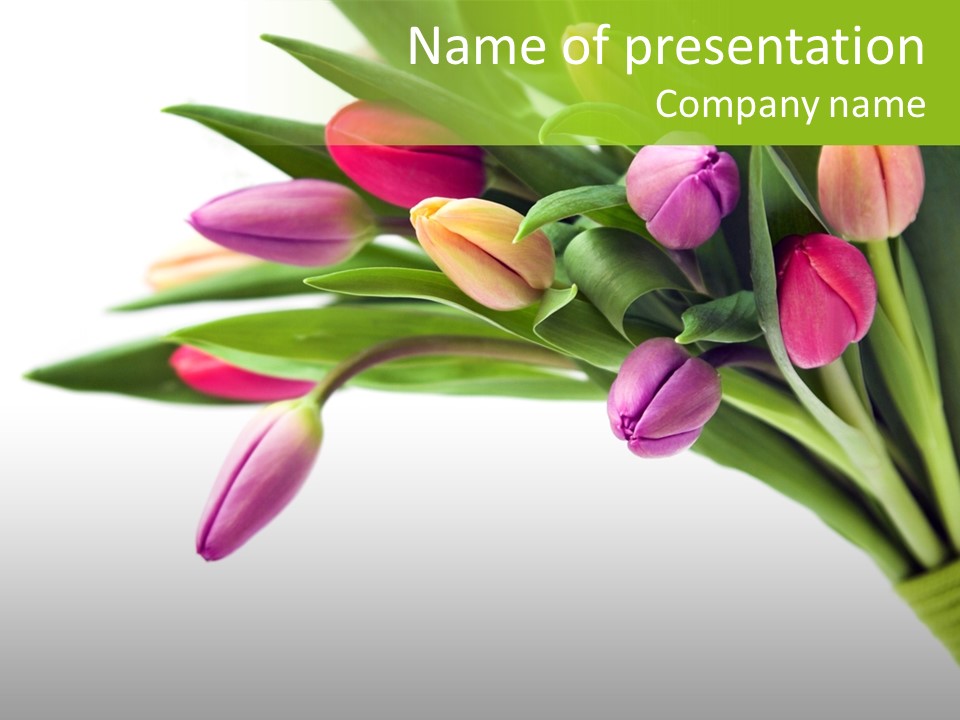 Purple Bouquet Tulips PowerPoint Template