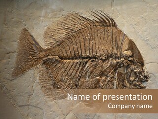 Fish Fossil Wilderness PowerPoint Template