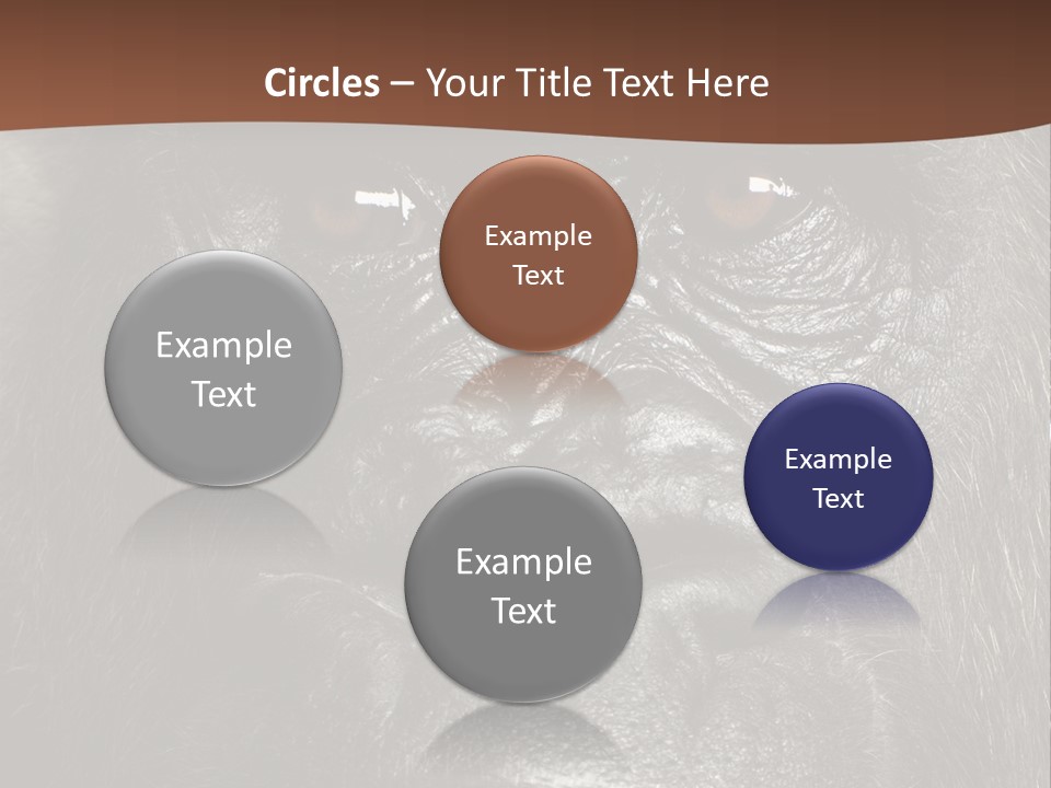 Expressive Studio Shot Isolated On White PowerPoint Template