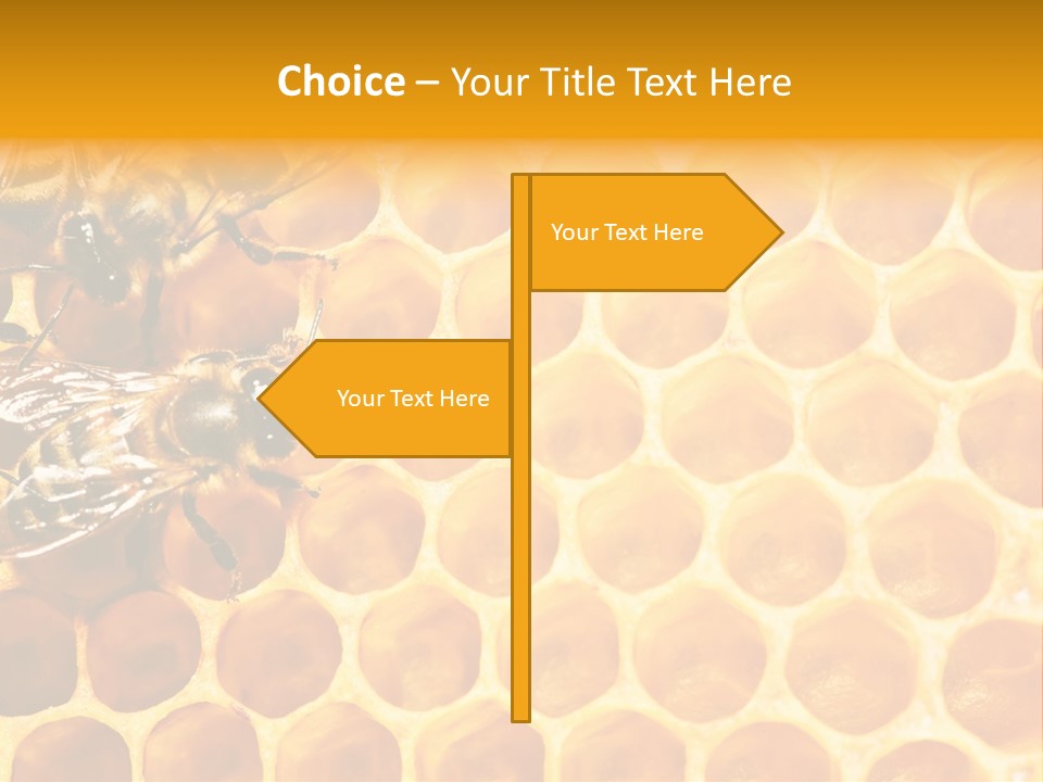 Out Studious Macro PowerPoint Template