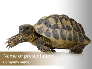 Herbivorous Shield Carapace PowerPoint Template