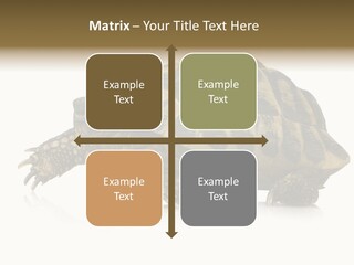 Herbivorous Shield Carapace PowerPoint Template