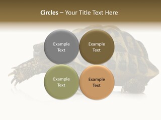 Herbivorous Shield Carapace PowerPoint Template