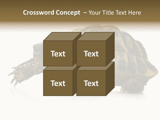 Herbivorous Shield Carapace PowerPoint Template