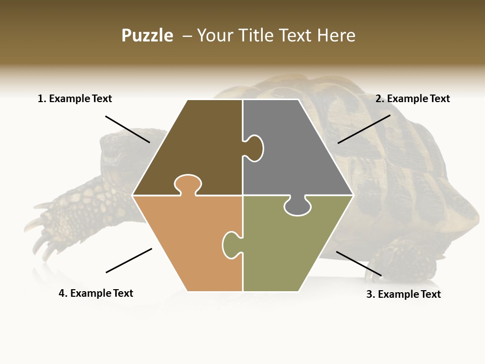 Herbivorous Shield Carapace PowerPoint Template