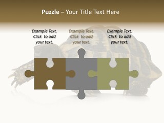 Herbivorous Shield Carapace PowerPoint Template