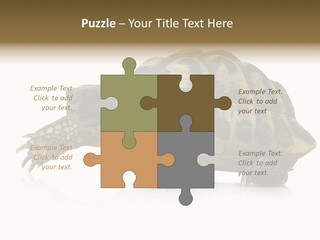 Herbivorous Shield Carapace PowerPoint Template