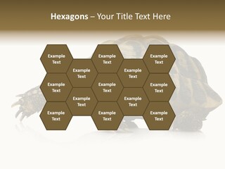 Herbivorous Shield Carapace PowerPoint Template