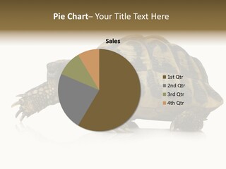 Herbivorous Shield Carapace PowerPoint Template