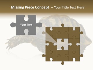 Herbivorous Shield Carapace PowerPoint Template