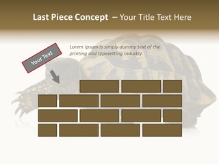 Herbivorous Shield Carapace PowerPoint Template