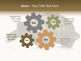 Herbivorous Shield Carapace PowerPoint Template