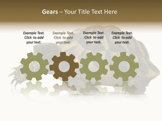 Herbivorous Shield Carapace PowerPoint Template