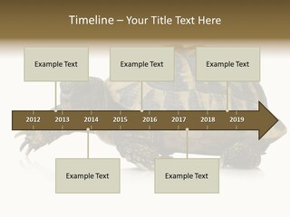 Herbivorous Shield Carapace PowerPoint Template
