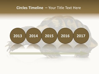 Herbivorous Shield Carapace PowerPoint Template