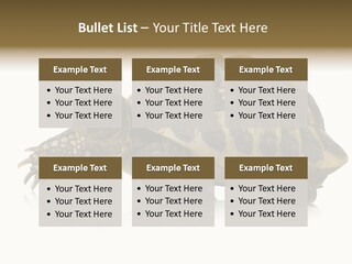 Herbivorous Shield Carapace PowerPoint Template