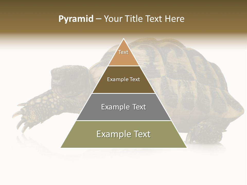 Herbivorous Shield Carapace PowerPoint Template