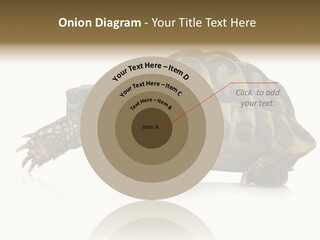 Herbivorous Shield Carapace PowerPoint Template