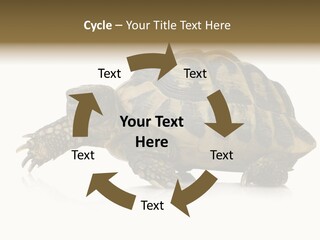 Herbivorous Shield Carapace PowerPoint Template