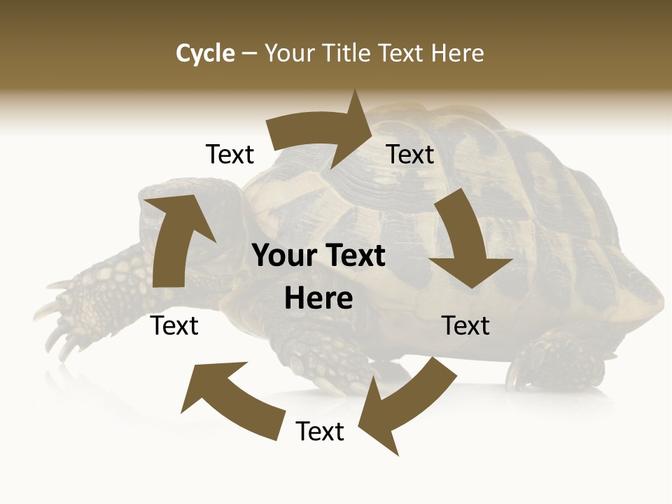Herbivorous Shield Carapace PowerPoint Template
