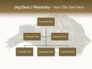 Herbivorous Shield Carapace PowerPoint Template