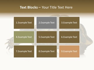 Herbivorous Shield Carapace PowerPoint Template