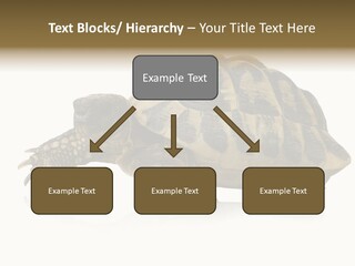 Herbivorous Shield Carapace PowerPoint Template