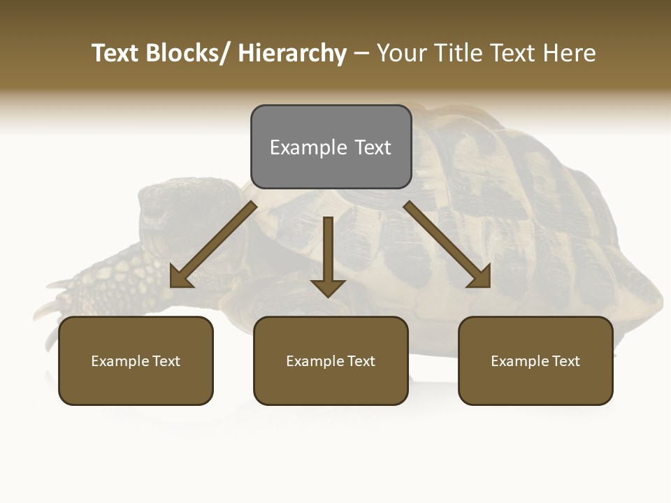 Herbivorous Shield Carapace PowerPoint Template