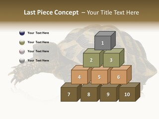Herbivorous Shield Carapace PowerPoint Template