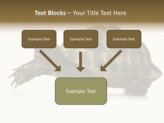 Herbivorous Shield Carapace PowerPoint Template
