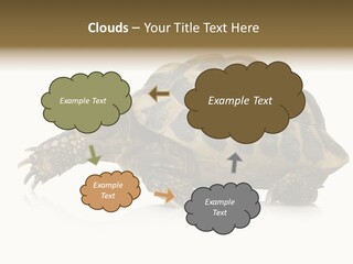 Herbivorous Shield Carapace PowerPoint Template