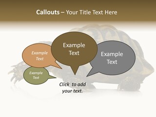Herbivorous Shield Carapace PowerPoint Template