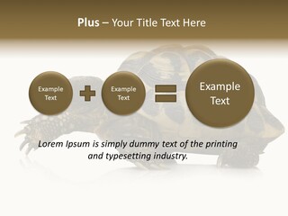 Herbivorous Shield Carapace PowerPoint Template