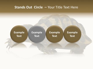 Herbivorous Shield Carapace PowerPoint Template