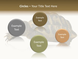 Herbivorous Shield Carapace PowerPoint Template