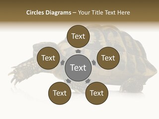 Herbivorous Shield Carapace PowerPoint Template