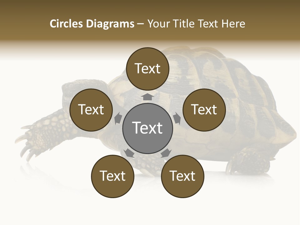 Herbivorous Shield Carapace PowerPoint Template