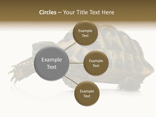 Herbivorous Shield Carapace PowerPoint Template