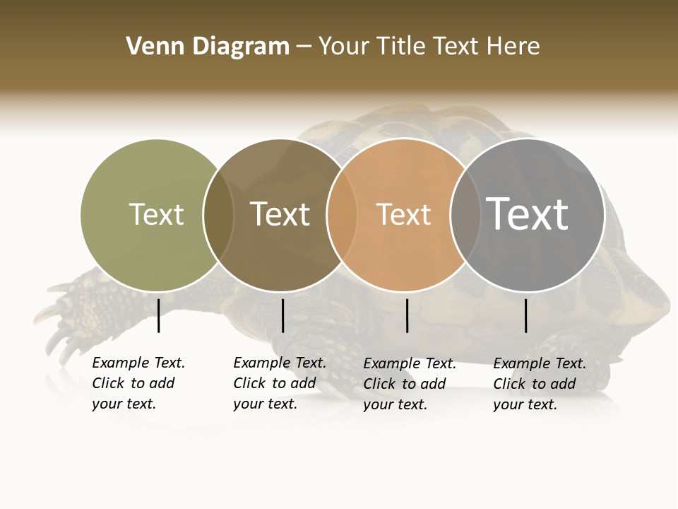 Herbivorous Shield Carapace PowerPoint Template
