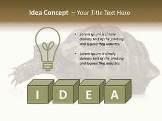 Herbivorous Shield Carapace PowerPoint Template